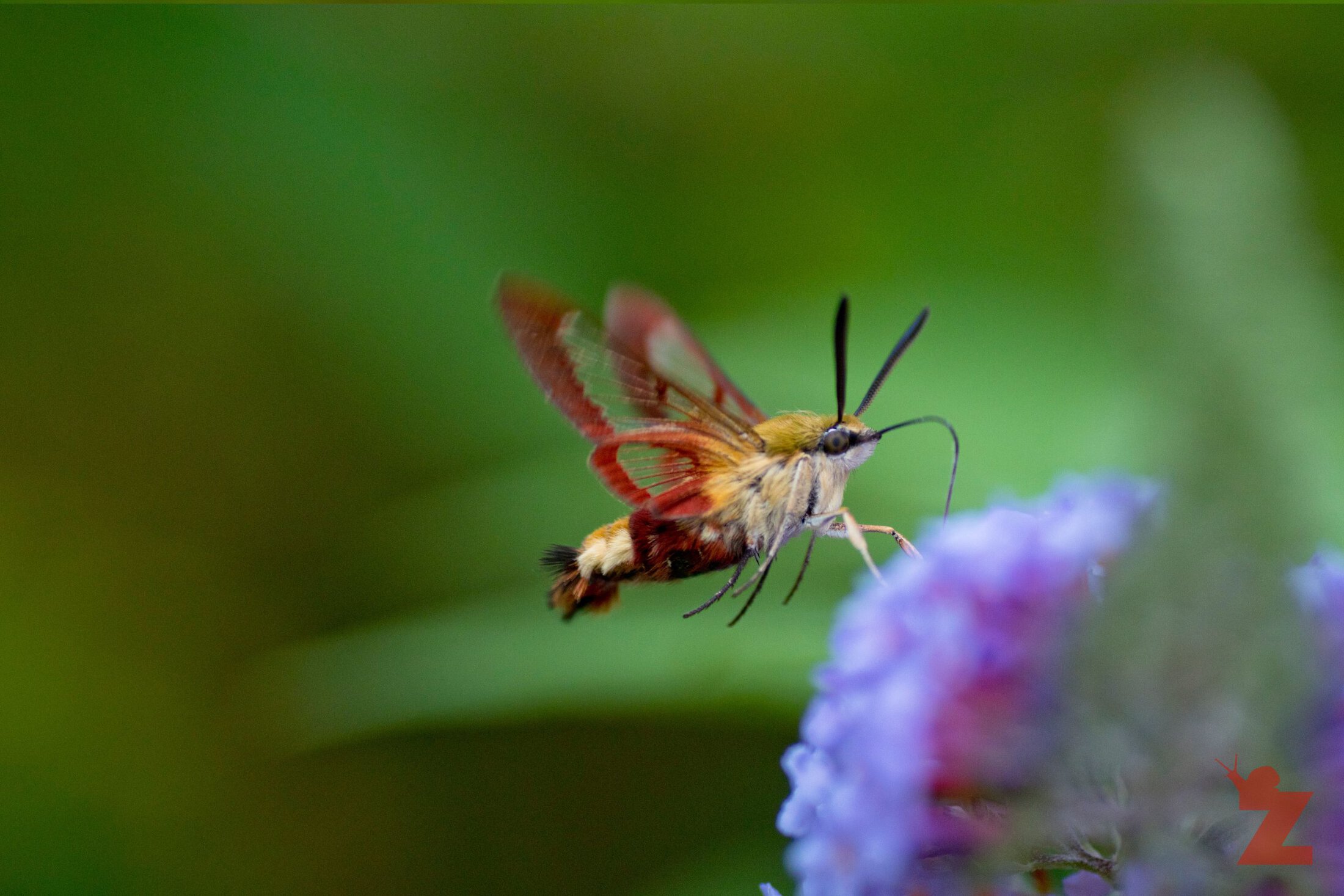 Hemaris thysbe [HUMMINGBIRD CLEAR WING] Goizueta, Basque Country 31.072017 #1