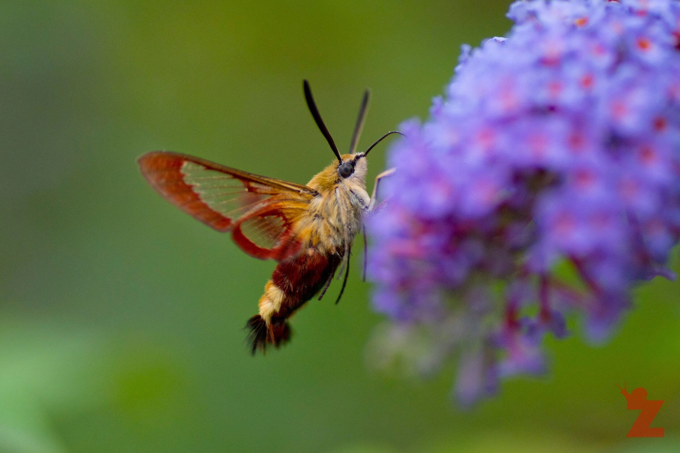 Hemaris thysbe [HUMMINGBIRD CLEAR WING] Goizueta, Basque Country 31.072017