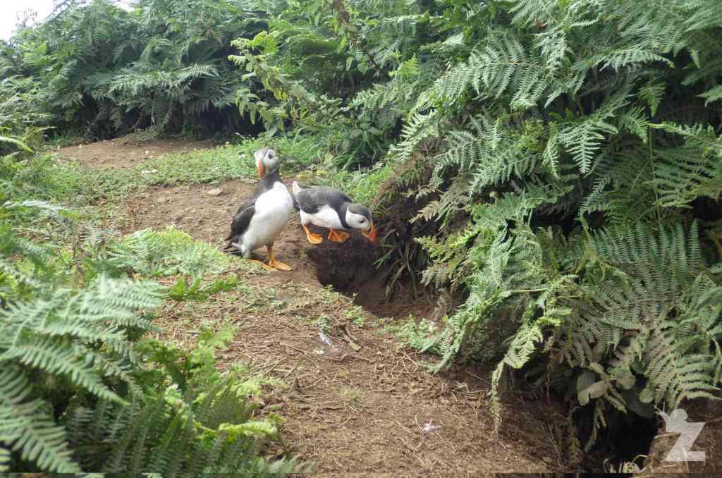 Two Atlantic puffins walking along a dirt path surrounded by lush green ferns.
