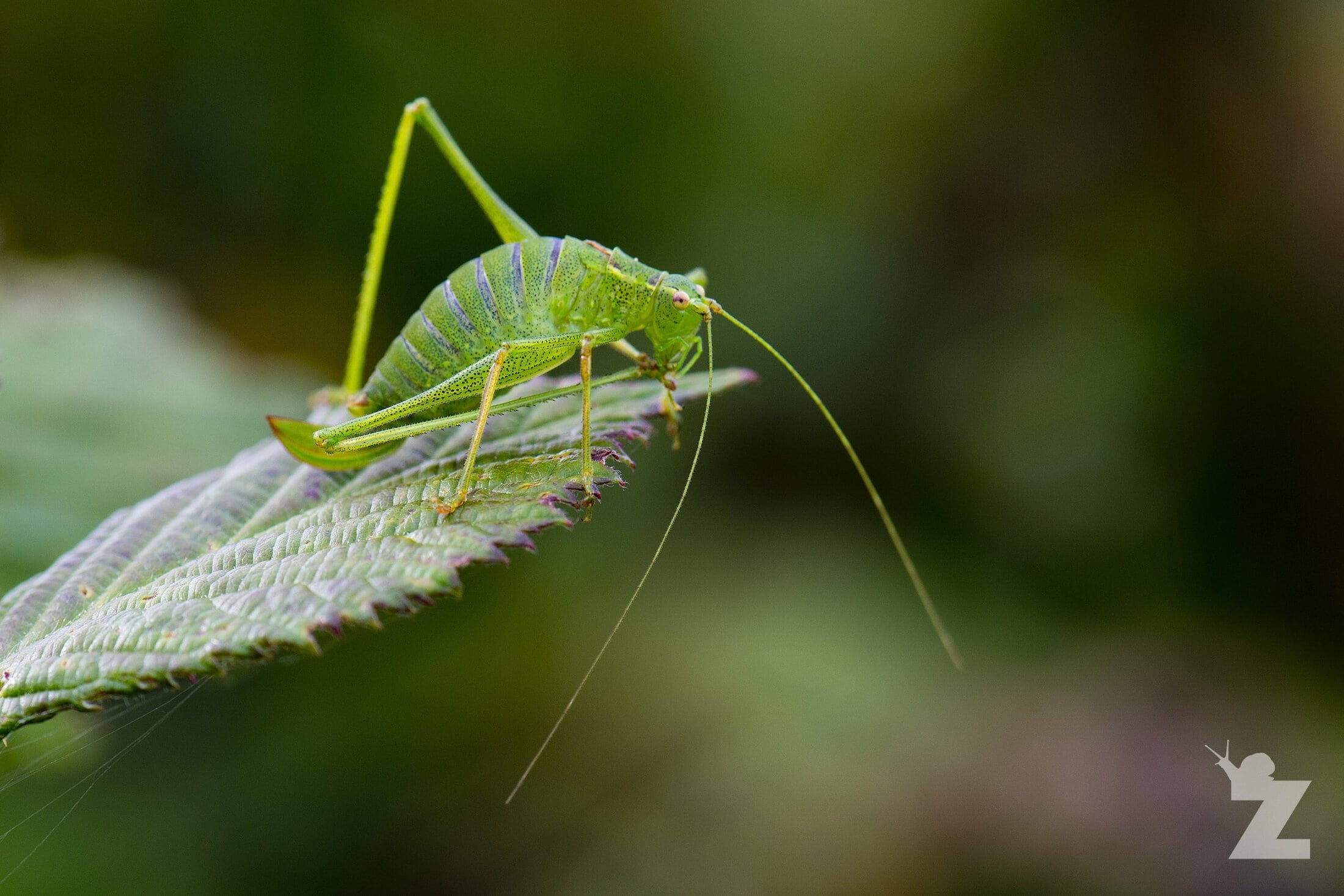 Leptophyes punctatissima [SPECKLED BUSH CRICKET] Backwell, UK 26.08.2017