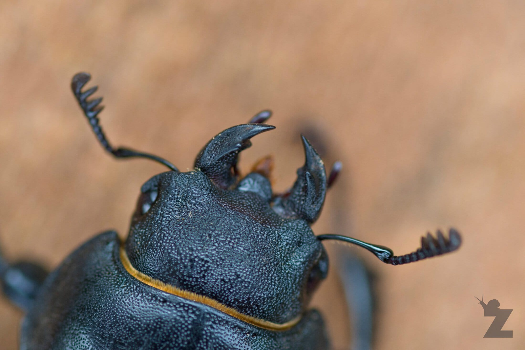Lucanus cervus [FEMALE STAG BEETLE] France 21.07.2017 #1