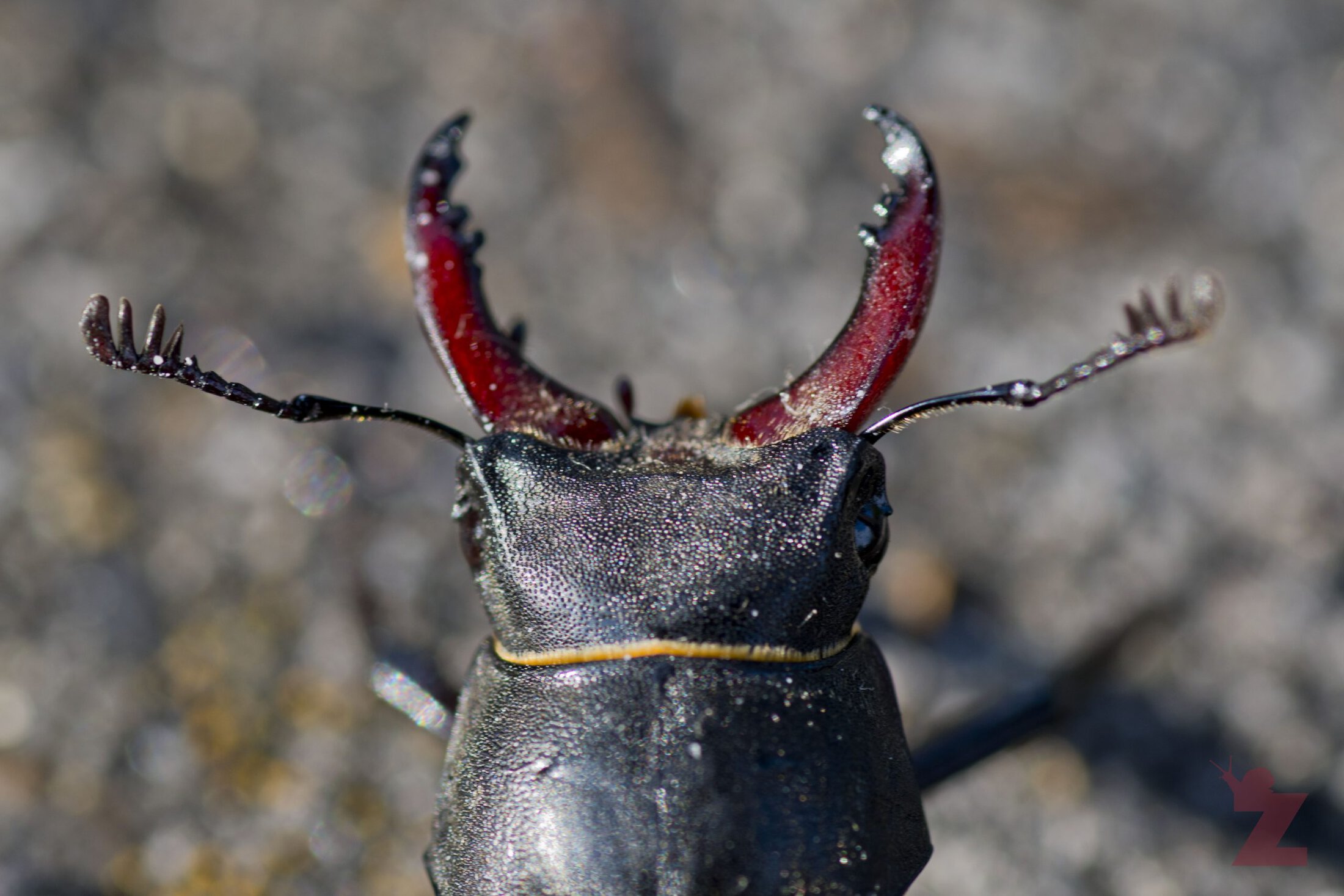 Lucanus cervus [MALE STAG BEETLE] France 21.07.2017 #2