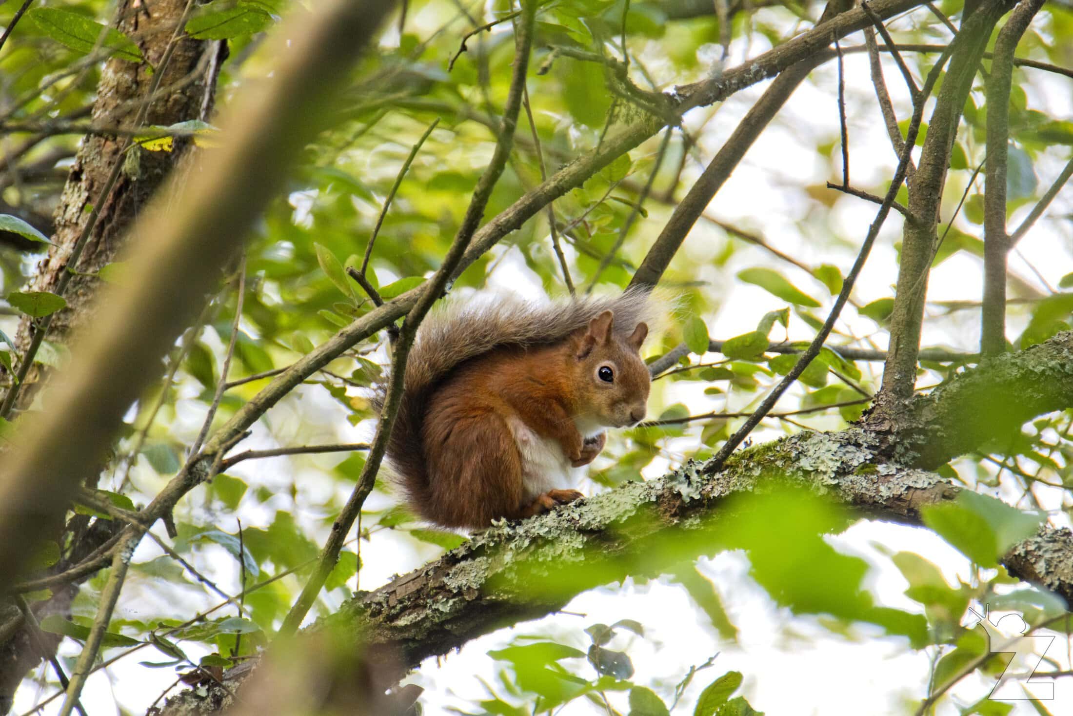 Sciurus vulgaris [RED SQUIRREL] Brownsea, England 12-09-2017 #3