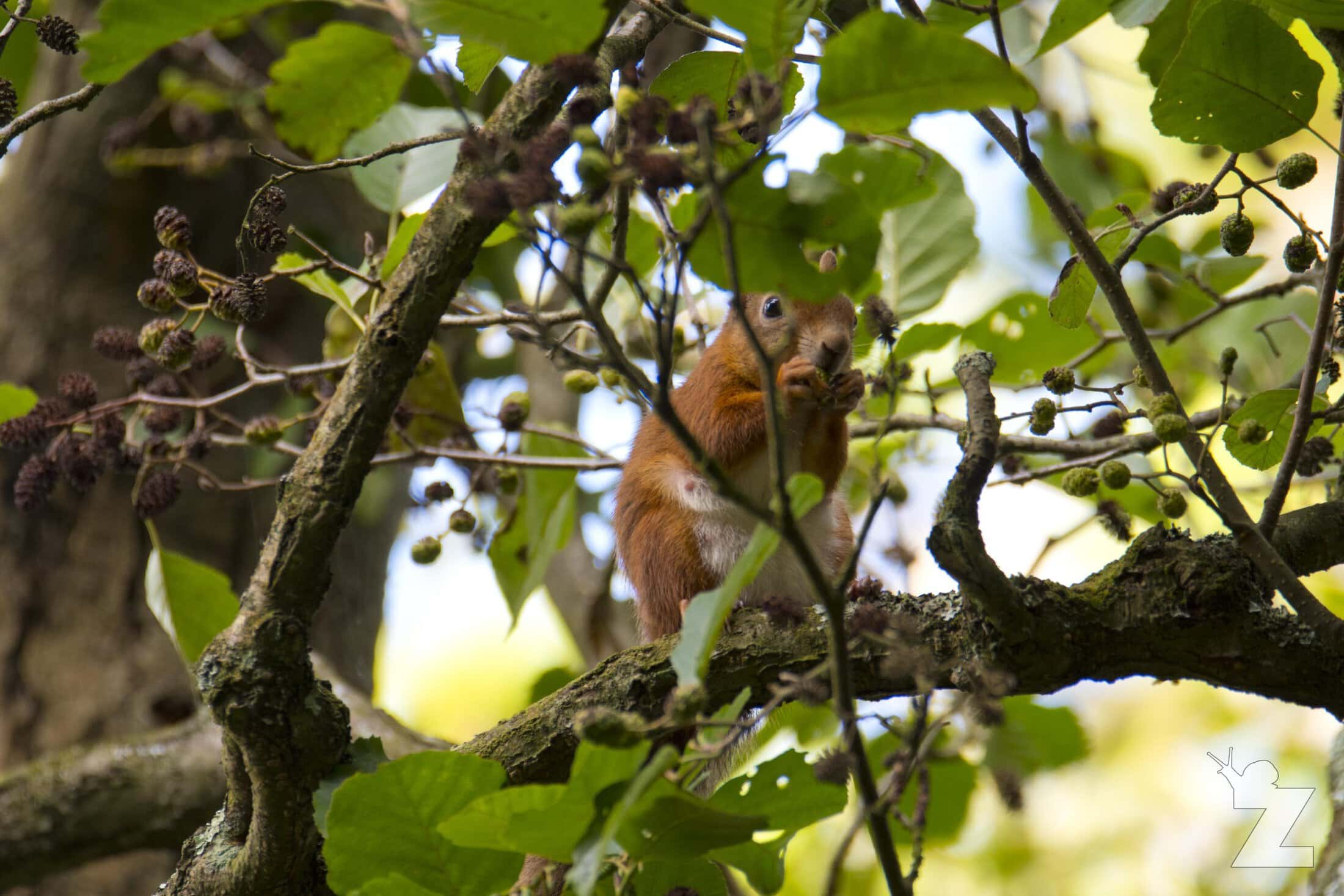 Sciurus vulgaris [RED SQUIRREL] Brownsea, England 12-09-2017 #4