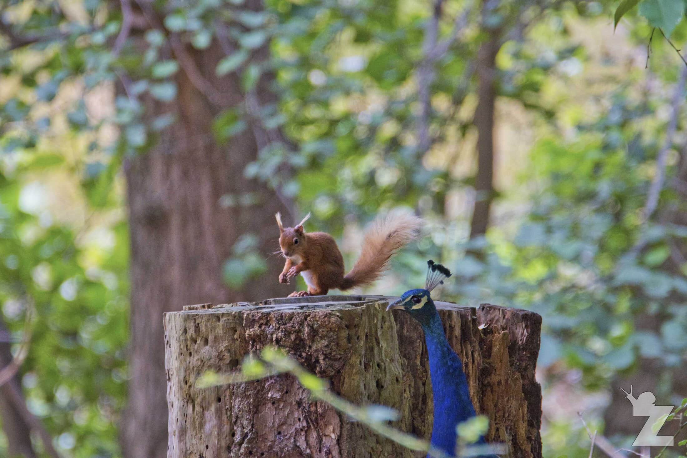 Sciurus vulgaris [RED SQUIRREL] Brownsea, England 12-09-2017 #9