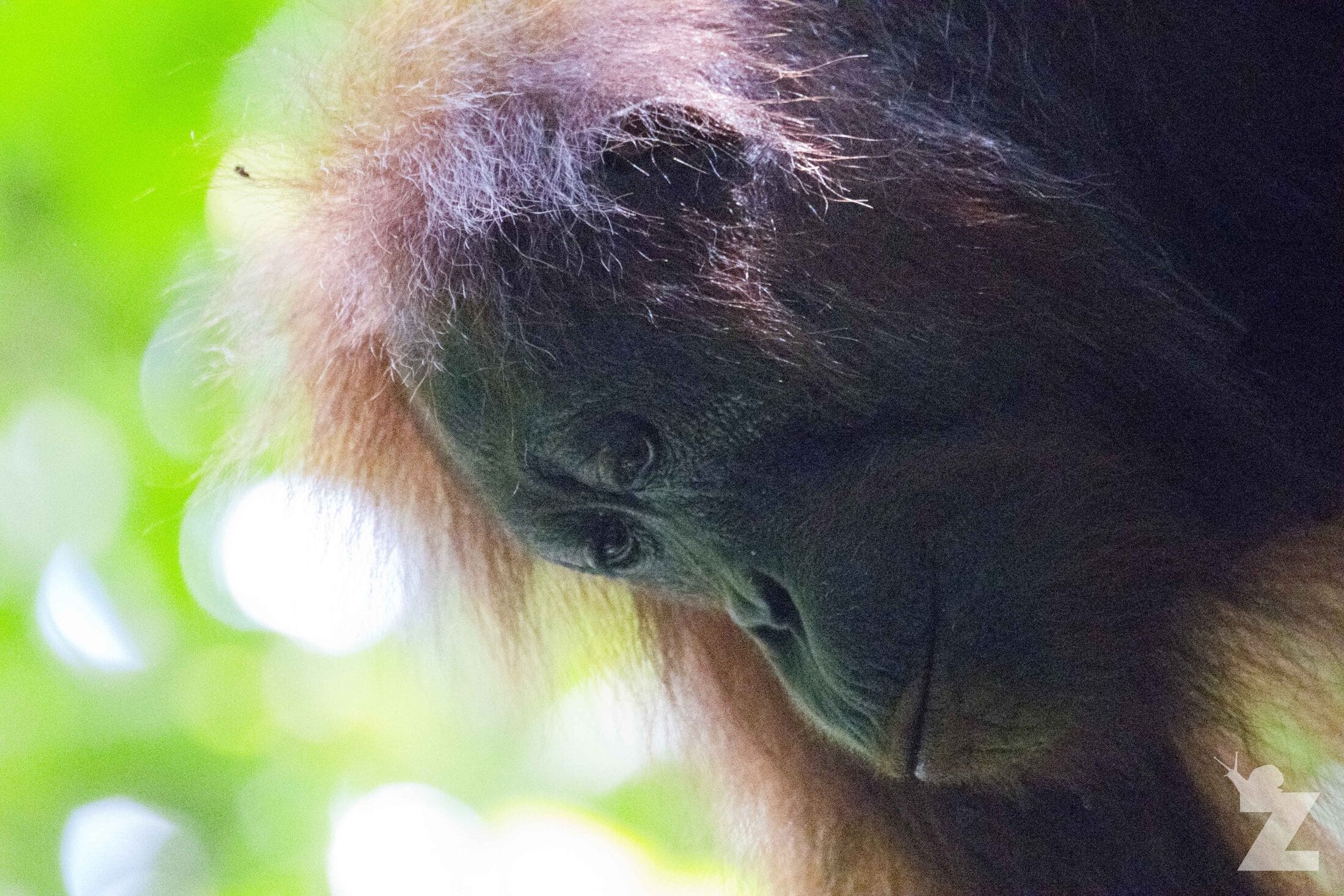 Pongo pygmaeus [BORNEAN ORANGUTAN] Sabah, Borneo 07-10-2017 (16).jpg
