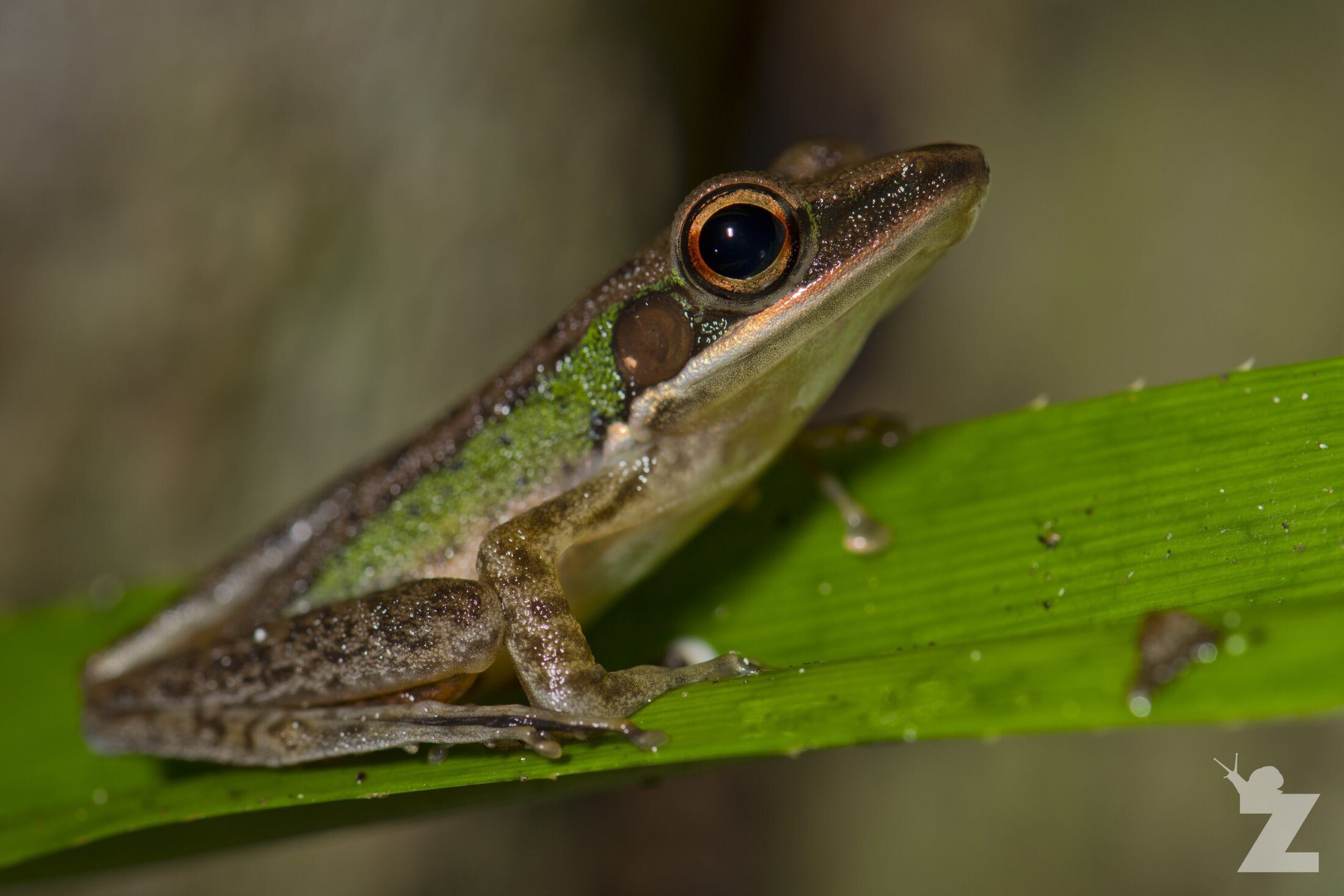 Hylarana megalonesa [WHITE-LIPPED FROG] Sabah, Borneo 06-10-2017 (1)