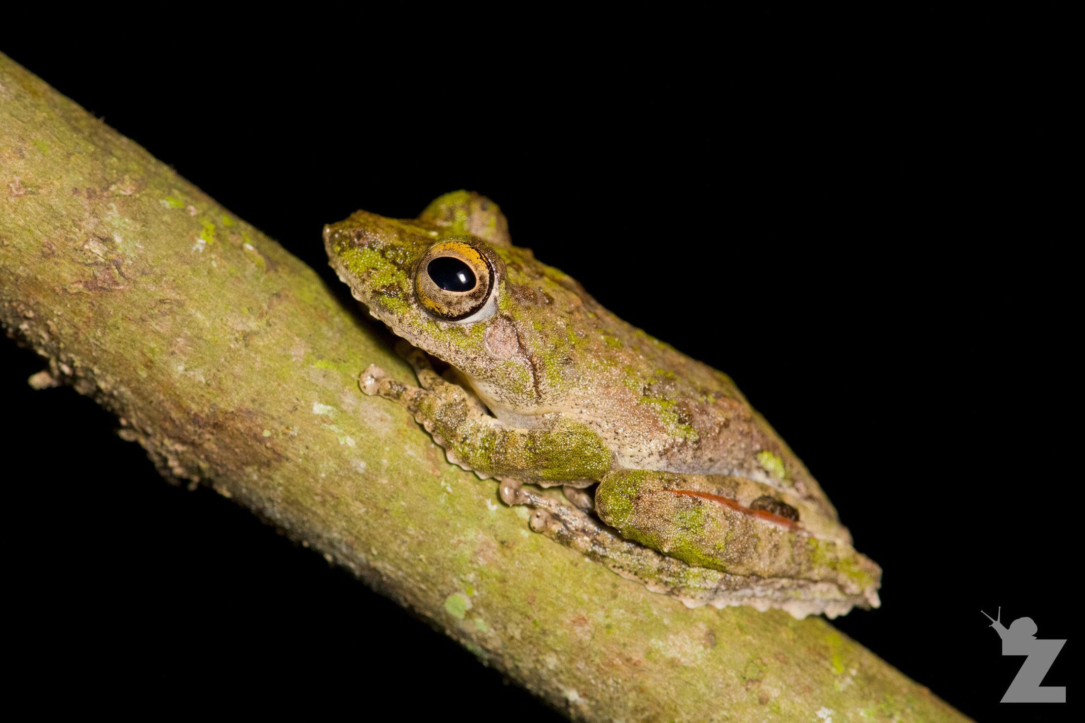 Kurixalus appendiculatus [FRILLED-TREE FROG] Sabah, Borneo 07-10-2017 (2).jpg