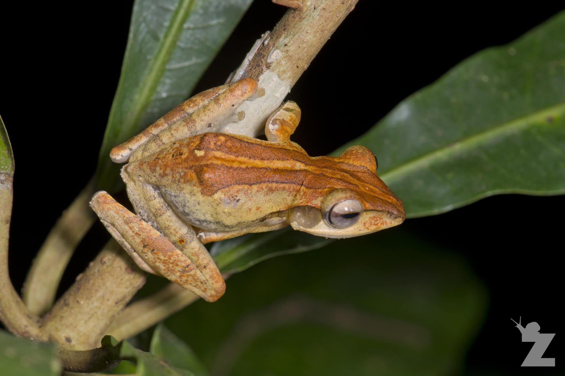 Polypedates leucomystax [FOUR-LINED TREE FROG] Sabah, Borneo 08-10-2017