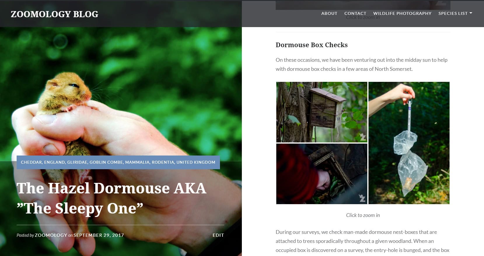 Zoomology - Hazel Dormouse AKA The Sleepy One