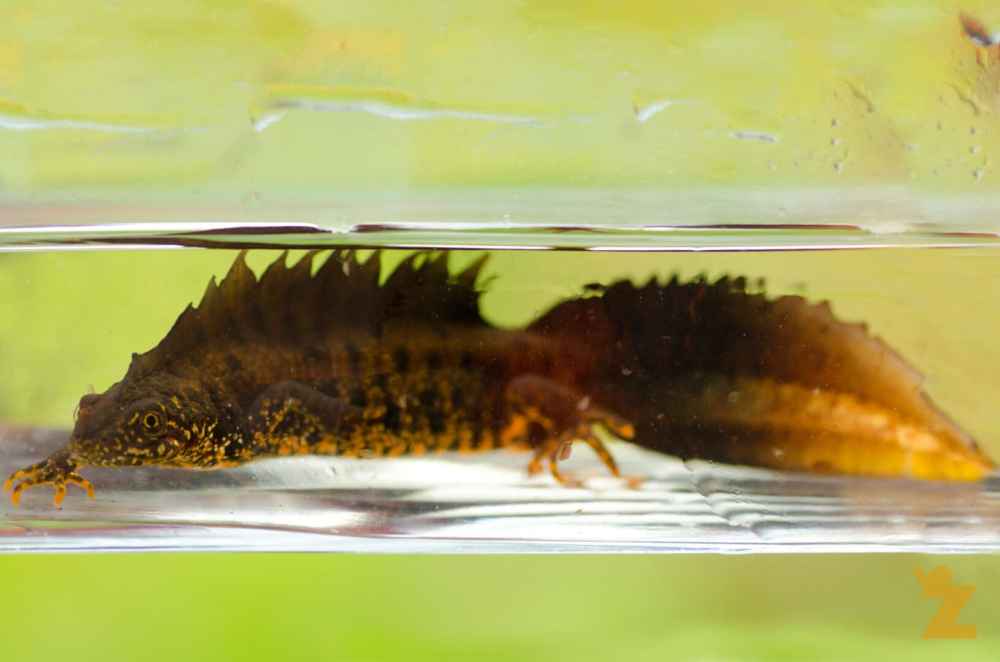 Close-up of a newt in a glass container with water and green background.