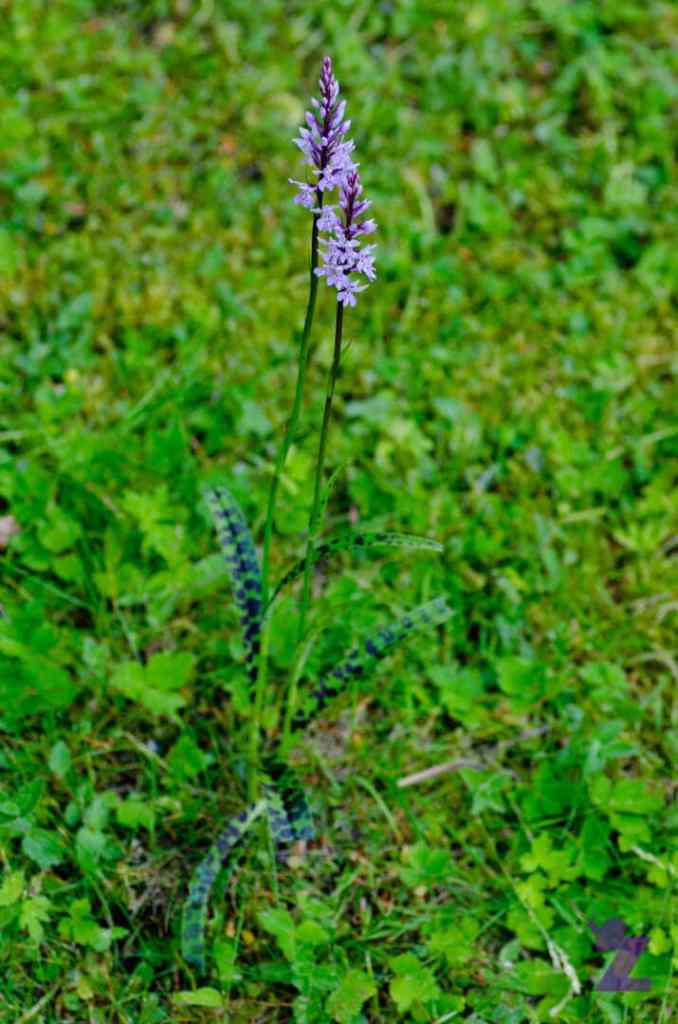 Purple wildflower growing in green grass with a tall, slender stem.