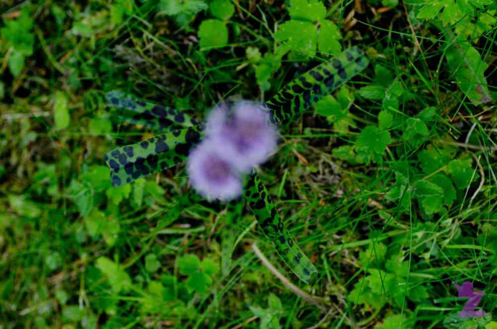 Close-up of a dragonfly on green grass with purple flower in background.