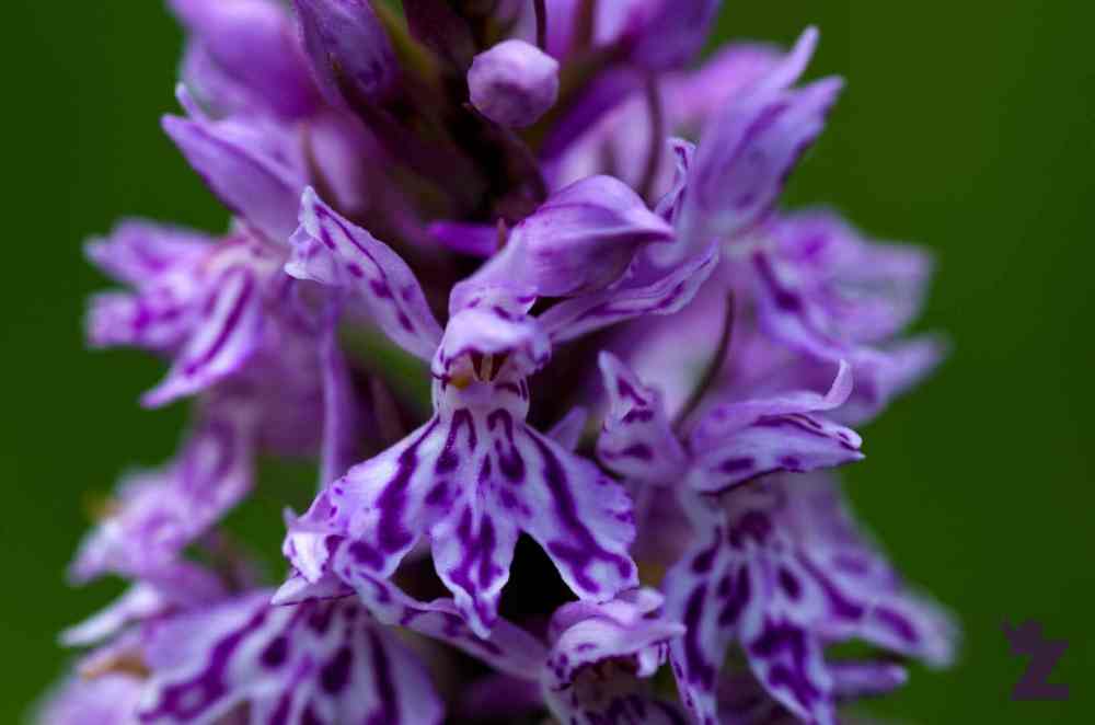 Close-up of a purple orchid flower with intricate petal patterns.
