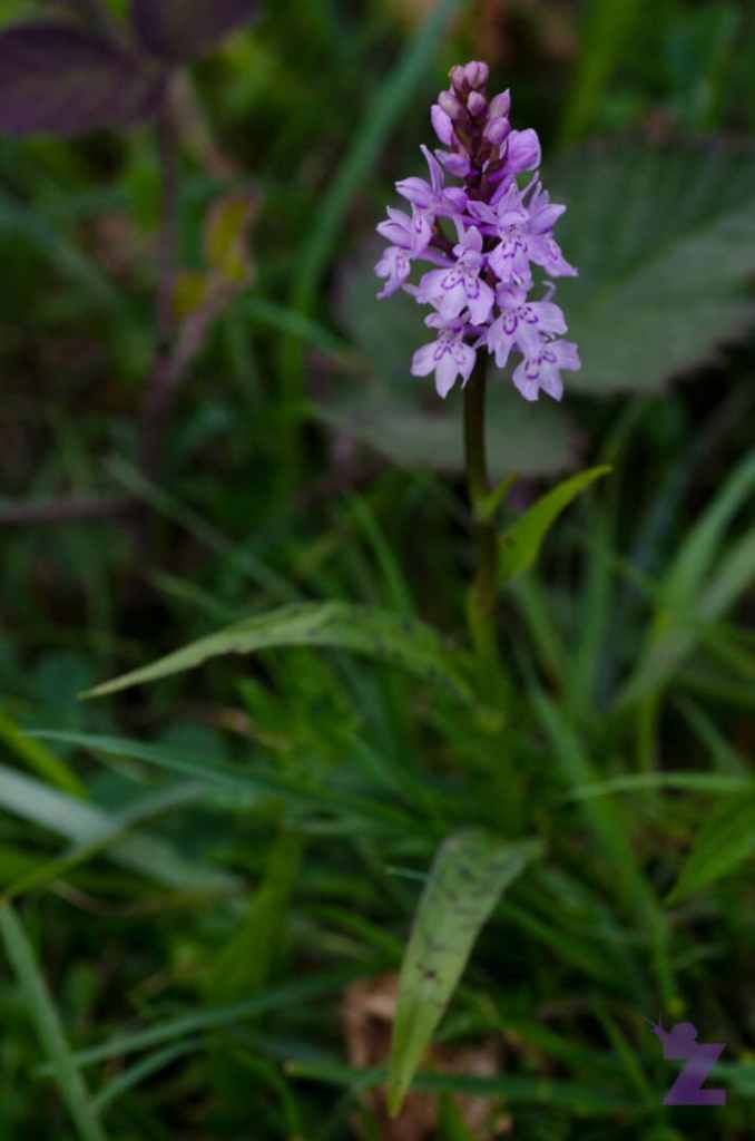 Purple wildflower blooming among green grass and leaves.
