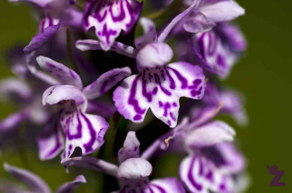 Close-up of purple and white orchid flowers with intricate patterns.