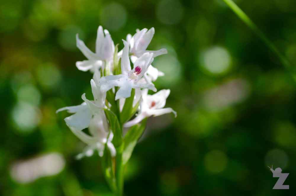 Close-up of a white wildflower with green background.
