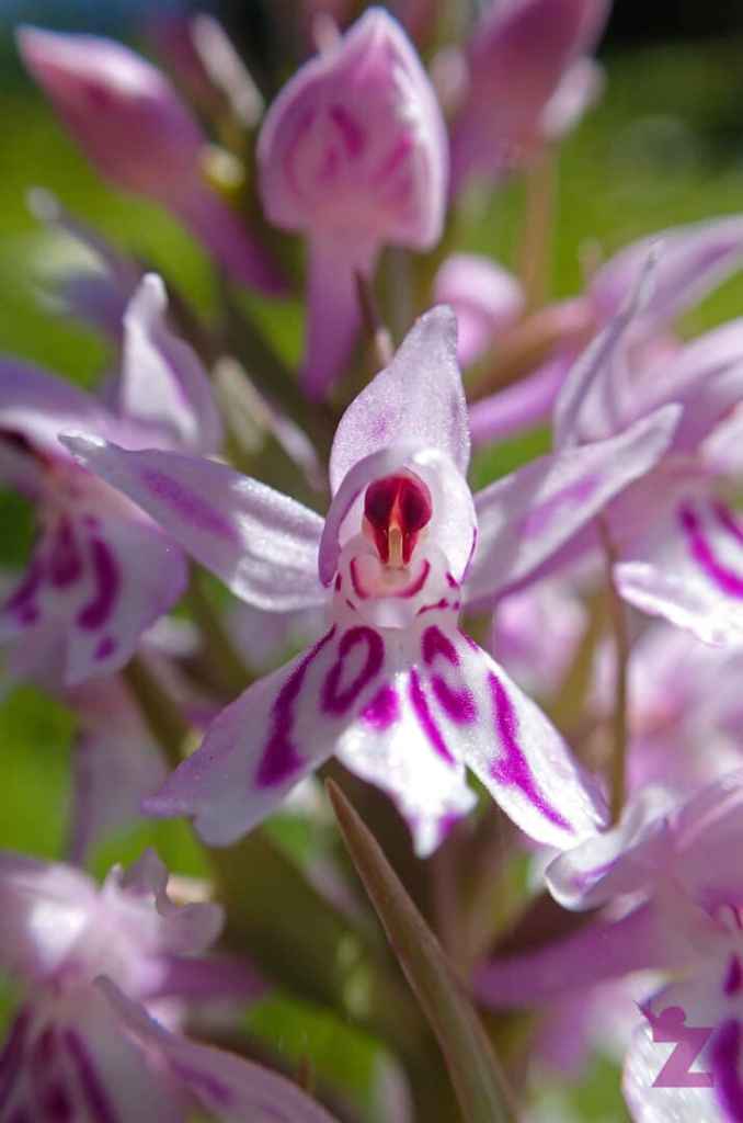 Close-up of a pink and white orchid flower with intricate patterns.