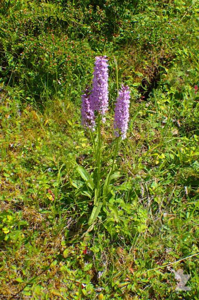Purple wildflowers growing in a grassy field with green foliage.