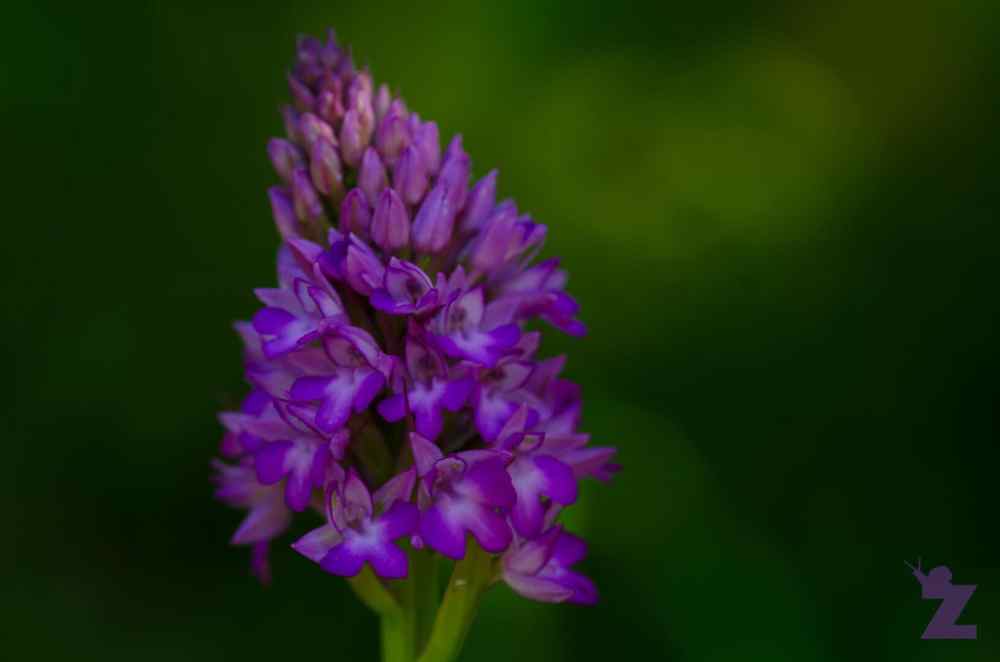 Close-up of a vibrant purple orchid flower against a green background.