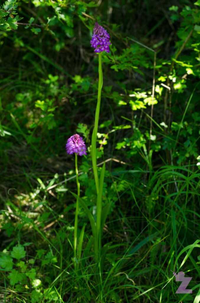Purple wildflowers growing among green grass and foliage in a natural setting.