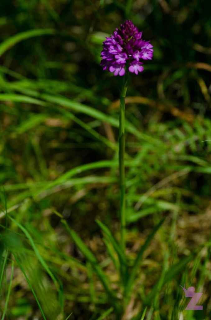 Purple wildflower growing in natural grassy environment.
